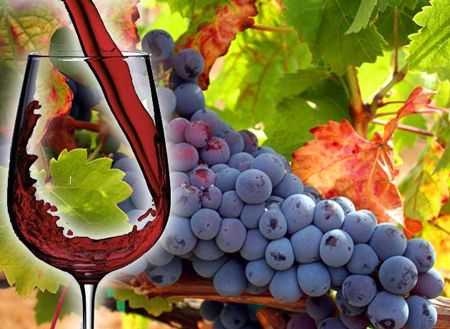Темпранильо (tempranillo) сорт винограда. описание вин, характеристики, отзывы, оценки