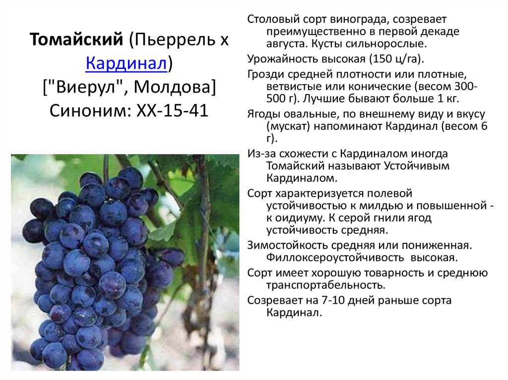 Виноград оригинал: описание и характеристики сорта, особенности ухода и фото