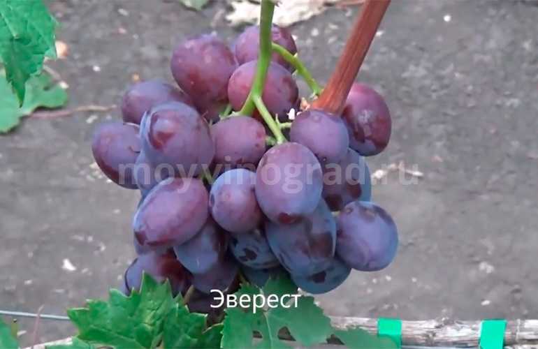 Виноград велика