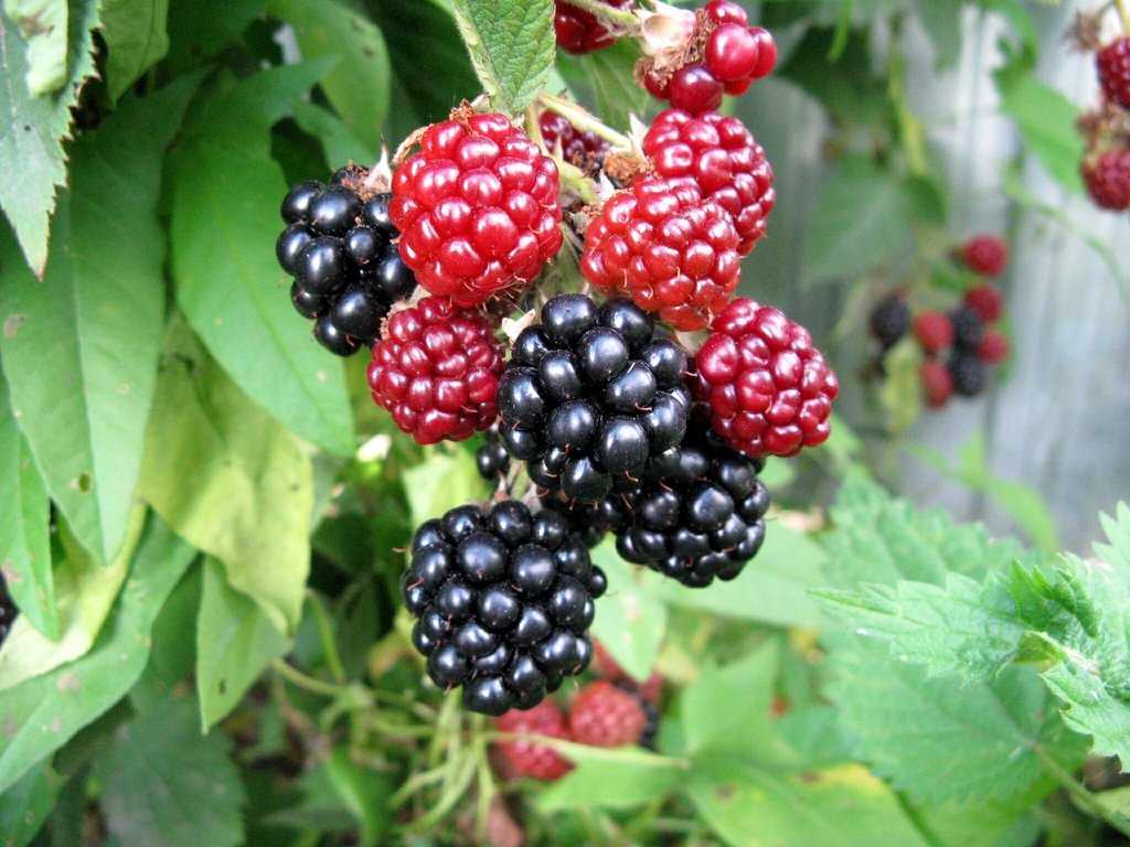 Ежемалина – что за ягода? особенности выращивания ежемалины, сорта и их описание с фото
