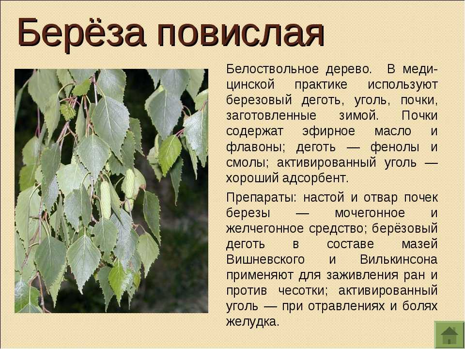 Красная береза (18 фото): описание березы с красными листьями. где растет береза ярмоленко?