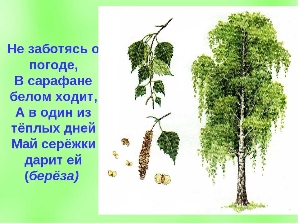 Береза (birch), дерево берёза, древесина березы. вторая часть статьи