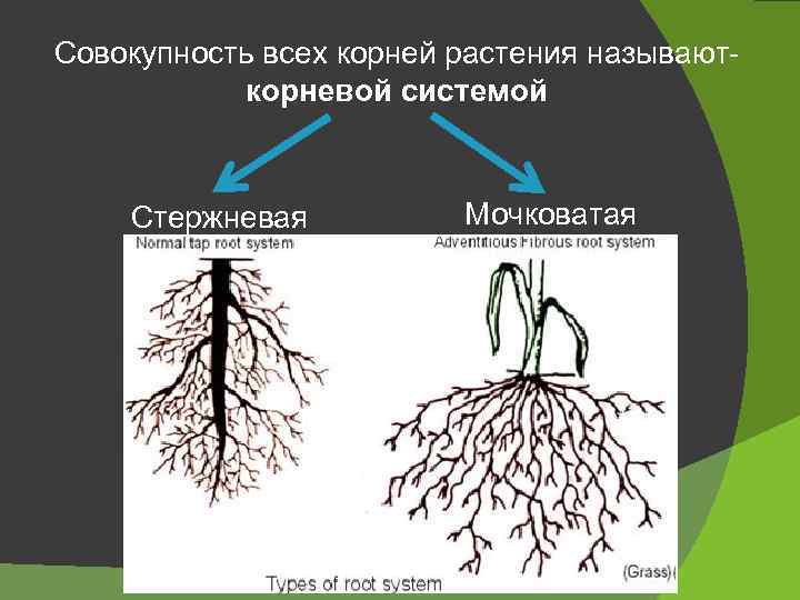 Корневая система березы. Какой тип корневой системы у берез и как это влияет на их посадку Особенности роста корней березы.