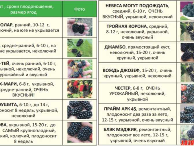 Малина маросейка: описание сорта, особенности и выращивание, сроки созревания и характеристики