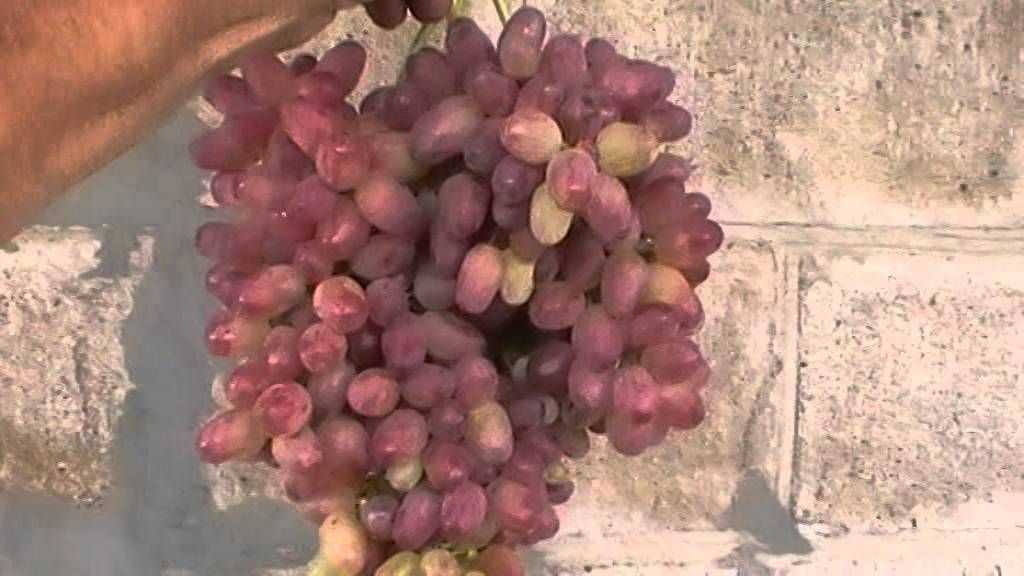 Описание сорта винограда кишмиш фейз сидлис: фото и отзывы | vinograd-loza