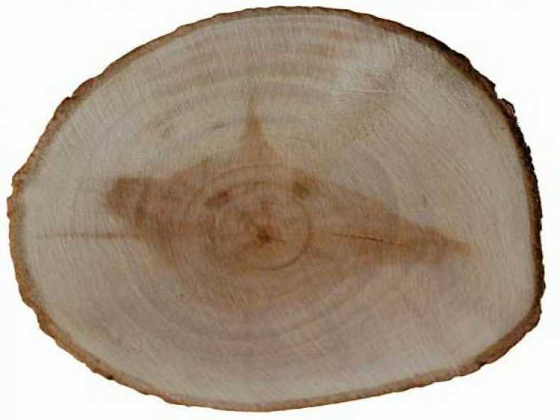 Древесина бука (11 фото): характеристики и свойства, цвет и текстура, применение и структура. как выглядит рисунок древесины и само дерево?