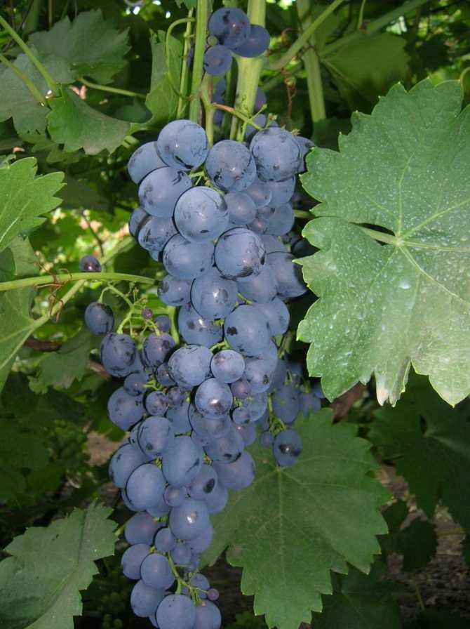 Виноград страшенский: описание сорта, фото, посадка и выращивание