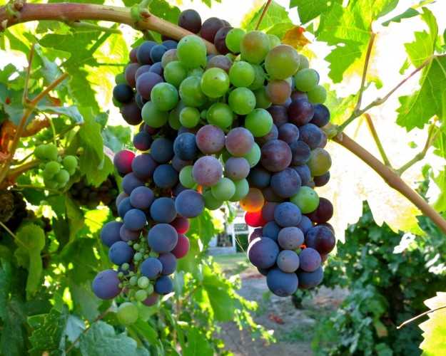 Виноград феномен, описание и характеристика сорта