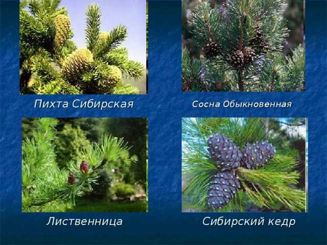 Чем отличается сосна от ели: описание и сравнение деревьев :: syl.ru