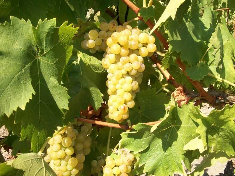 Cорта белого винограда: описание, особенности и характеристики