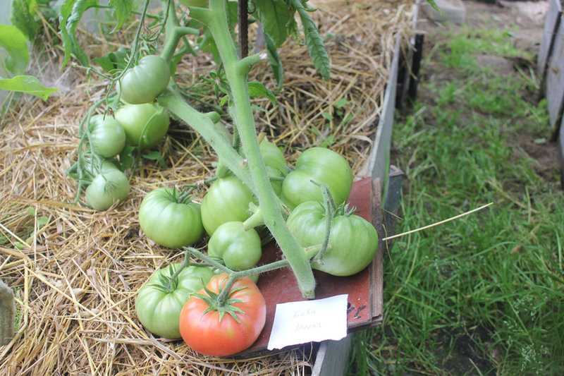 Любисток: выращивание и уход, как сажать и вырастить из семян (в открытом грунте, в горшке в домашних условиях и на рассаду), подкормка, сбор урожая