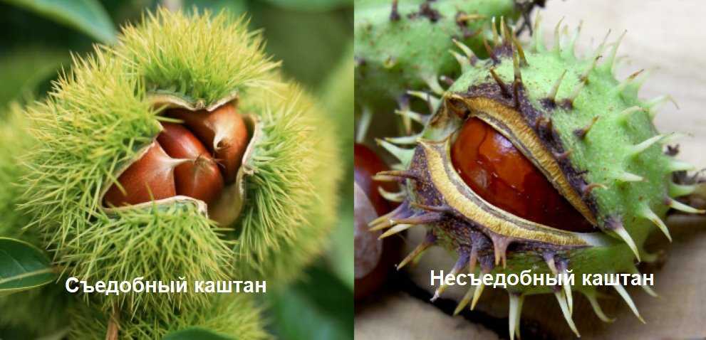 Каштан съедобный (каштан посевной, castanea sativa): как отличить от несъедобного, где растет, как посадить и вырастить