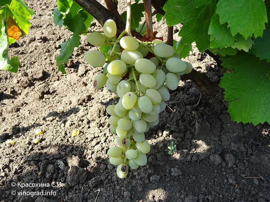 Виноград молдова: описание и характеристики сорта, особенности ухода и фото