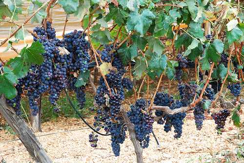 Удивительный феномен среди столовых сортов винограда