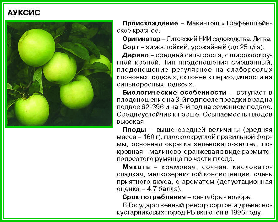 Яблоня медуница: описание сорта и характеристики. когда собирать и снимать на хранение? особенности и выращивание, обрезка и сроки созревания