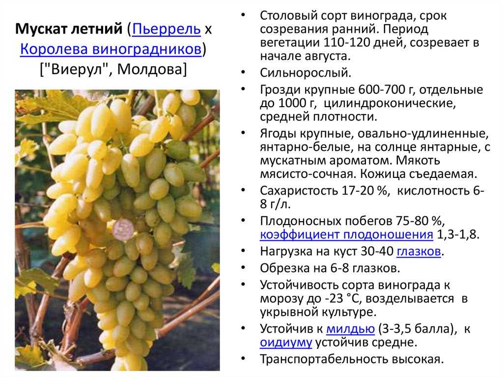 Виноград аттика: описание сорта с характеристикой и отзывами, особенности посадки и выращивания, фото