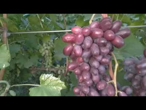 Уход за виноградом в июле, что делать, как получить отличный урожай