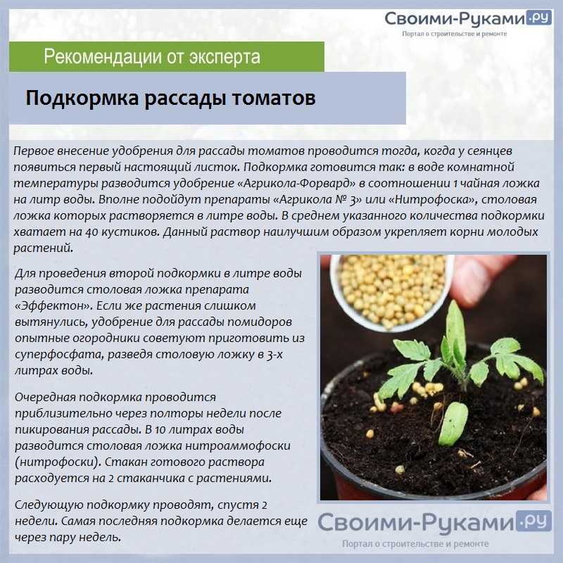 Кумин: применение, польза и вред, как вырастить кумин из семян, в домашних условиях, в открытом грунте, фото зиры, как выглядит