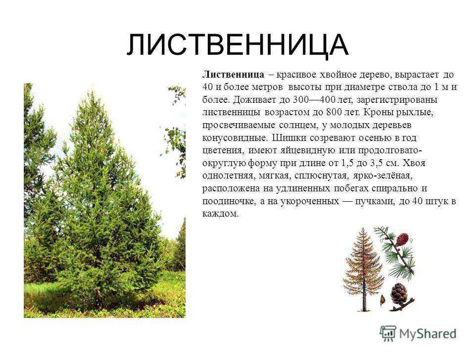 Кедр: описание дерева, посадка и уход, выращивание кедра из семян