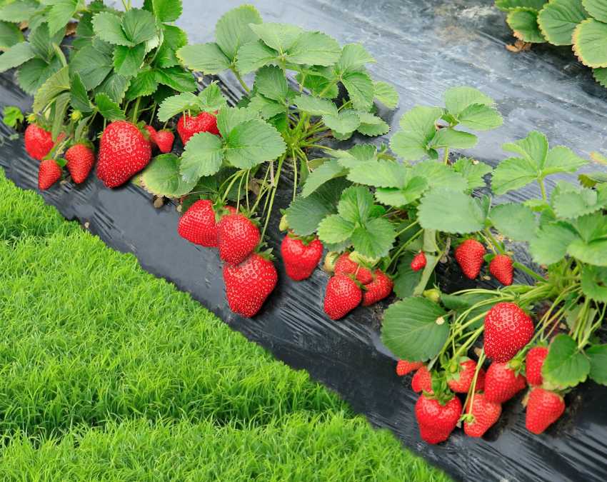 Клубника тристан: описание и характеристики сорта садовой земляники, правила выращивания виктории и фото