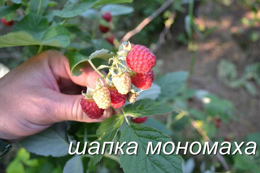 Секреты большого урожая — как выращивать сорт малины шапка мономаха?