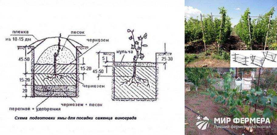 Обеззараживание почвы в теплице: топ препаратов для обработки земли, фото инструкция, весной и осенью, от болезней и вредителей