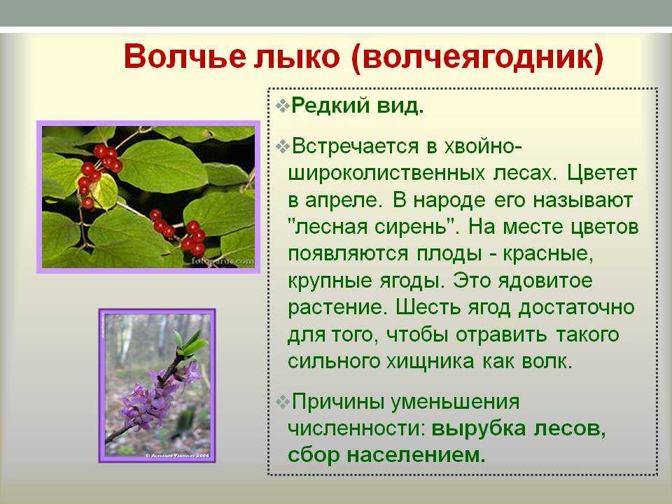 Бузина травянистая: описание и выращивание