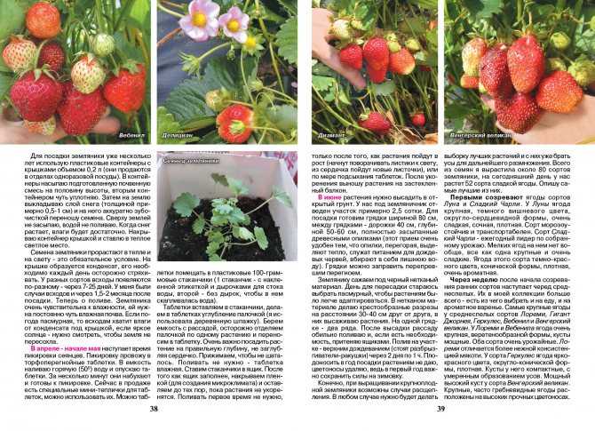 Клубника роман: описание и характеристики сорта садовой земляники, правила выращивания виктории и фото