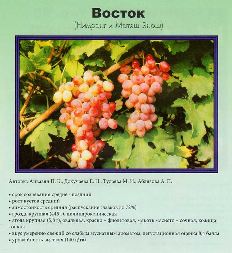 Виноград румба: характеристика и описание сорта, посадка и уход