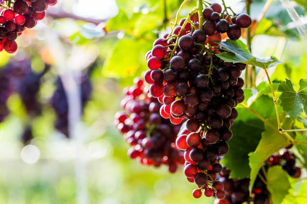 Виноград супага: описание и характеристики сорта, особенности ухода и фото