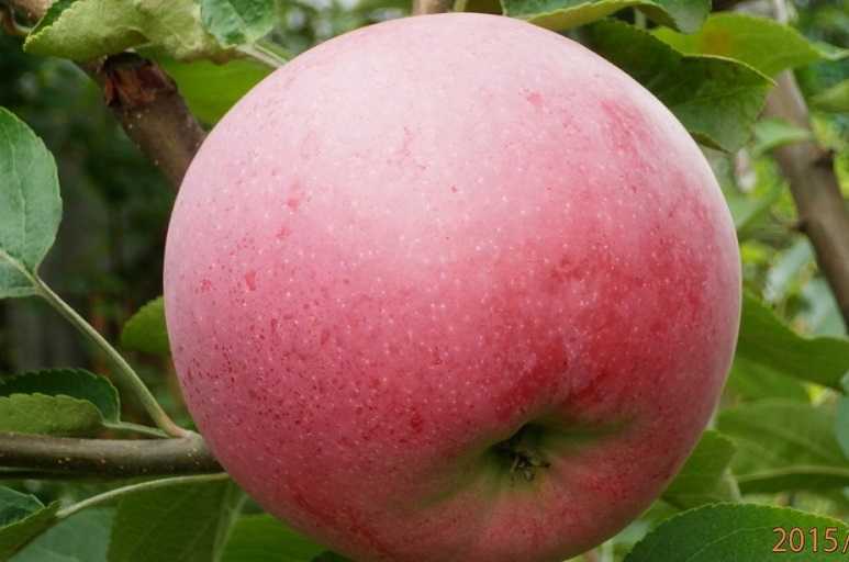 Яблоня орловим: описание сорта, характеристика плодов, рекомендации по посадке и уходу, сроки и правила сбора урожая, хранение яблок