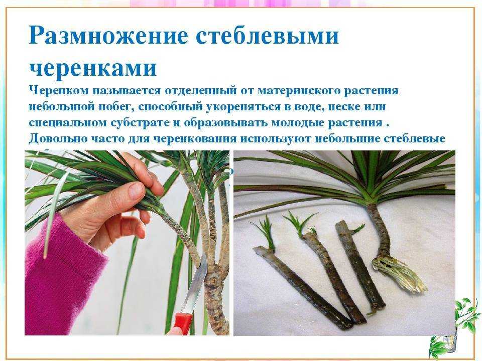 Черенкование садовых растений: как легко и просто размножить цветы и кустарники на supersadovnik.ru