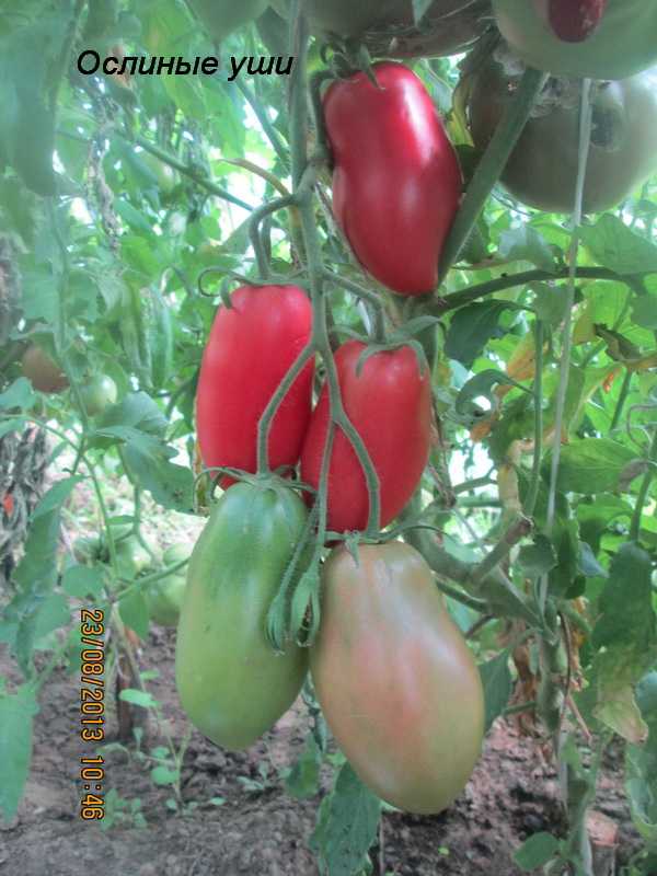 Интересный сорт с отличной урожайностью — томат ослиные уши: описание помидоров и характеристики