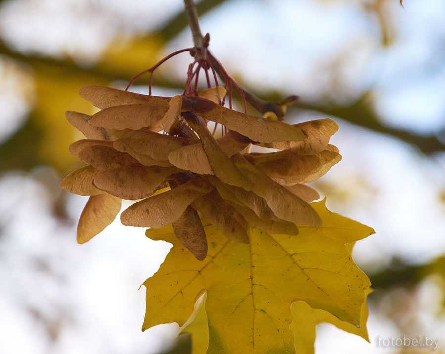 Канадский клен: посадка, уход, выращивание от саженца до дерева: фото