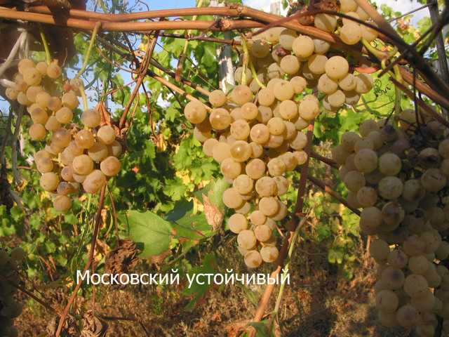 Лучшие сорта белого винограда: описание, особенности и характеристики